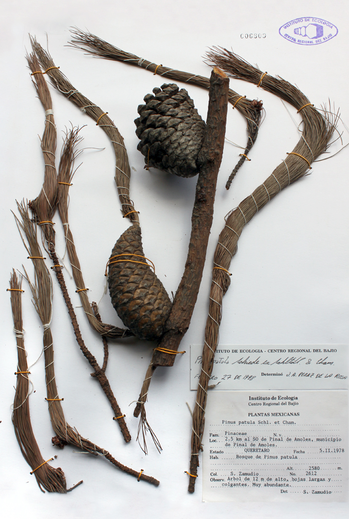 Pinus patula